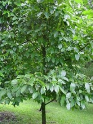 Mangosteen Fruit Tree - Mangosteen Growth Cycle