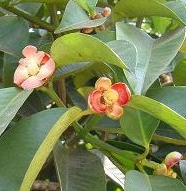 Mangosteen Fruit Blossom