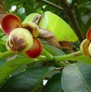 Mangosteen Fruit Early Formation
