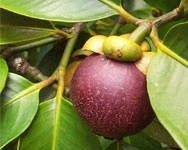 Mangosteen Fruit - Ripe, Ready to Pick