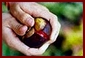 How to open Mangosteen fruit - #1