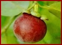 Mangosteen Fruit Personalized, Generic Info Site