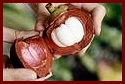 How to open Mangosteen fruit - #3