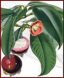 Mangosteen Fruit (Garcinia mangostana L.)